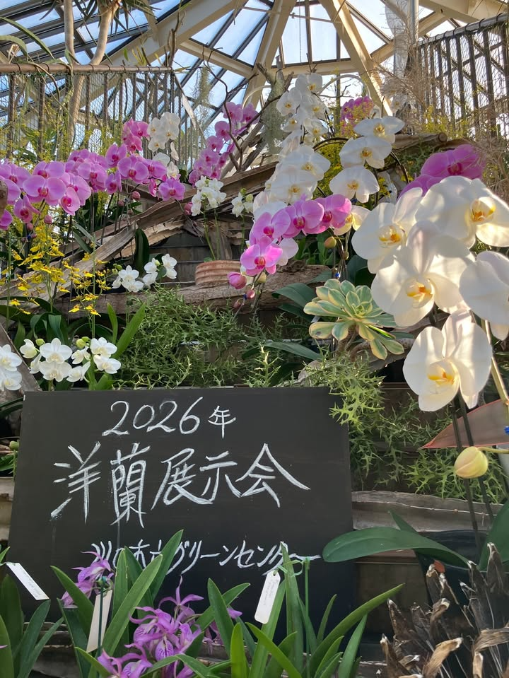 川口市立グリーンセンターが洋蘭展示会2026を開催、カトレア中心の展示が大温室の公開で注目