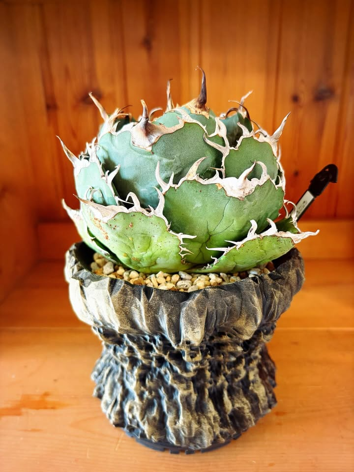 コロロファクトリーがGREEN GALLERY GARDENS MARKET2026に出品、オリジナル鉢とチランジアスタンドの購入機会が来場者の選択肢に