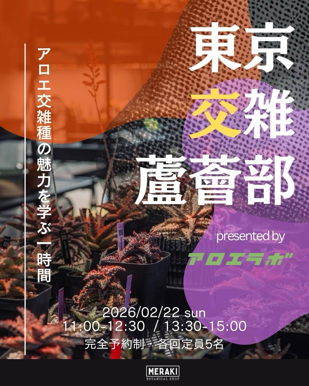 東京交雑蘆薈部2026が勉強会を開催、アロエ交雑種の学びと選抜体験が愛好家の関心を集める