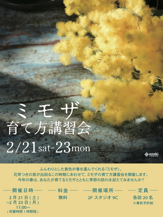 オザキフラワーパークがミモザ育て方講習会2026を開催、春の花木管理を学ぶ機会に