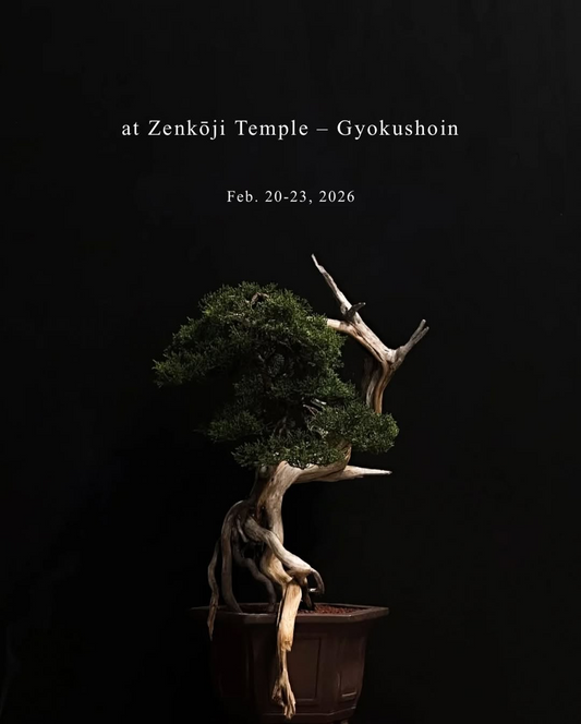 善光寺玉照院が盆栽展示静けさの中にある時間の痕跡2026を開催、存在を見つめる表現が注目に
