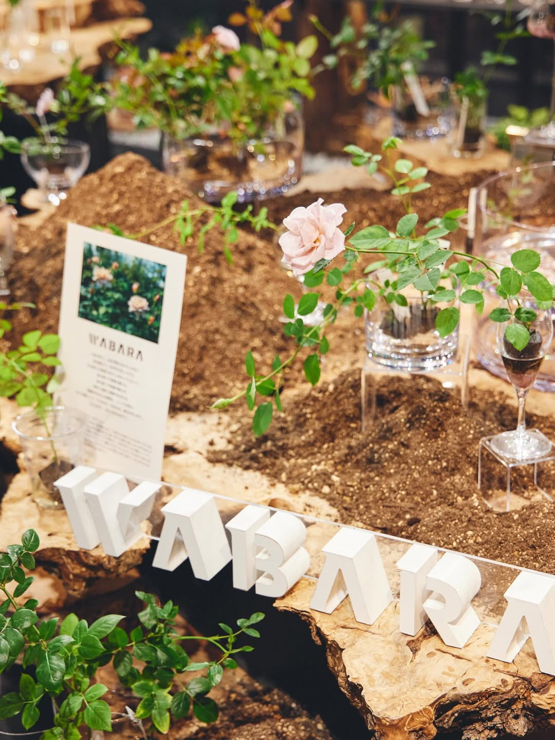 FLOWER VASE GALLERYがWABARA POP-UP2026を開催、おへやで育てるばらminiの販売イベント