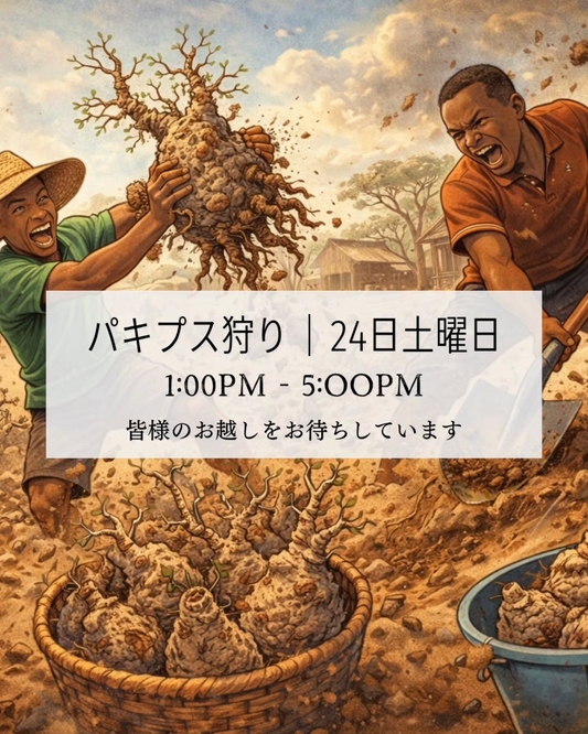 糸島ガラスハウスがパキプス狩りを開催、2026年1月にベアルート株と発根済み株を販売