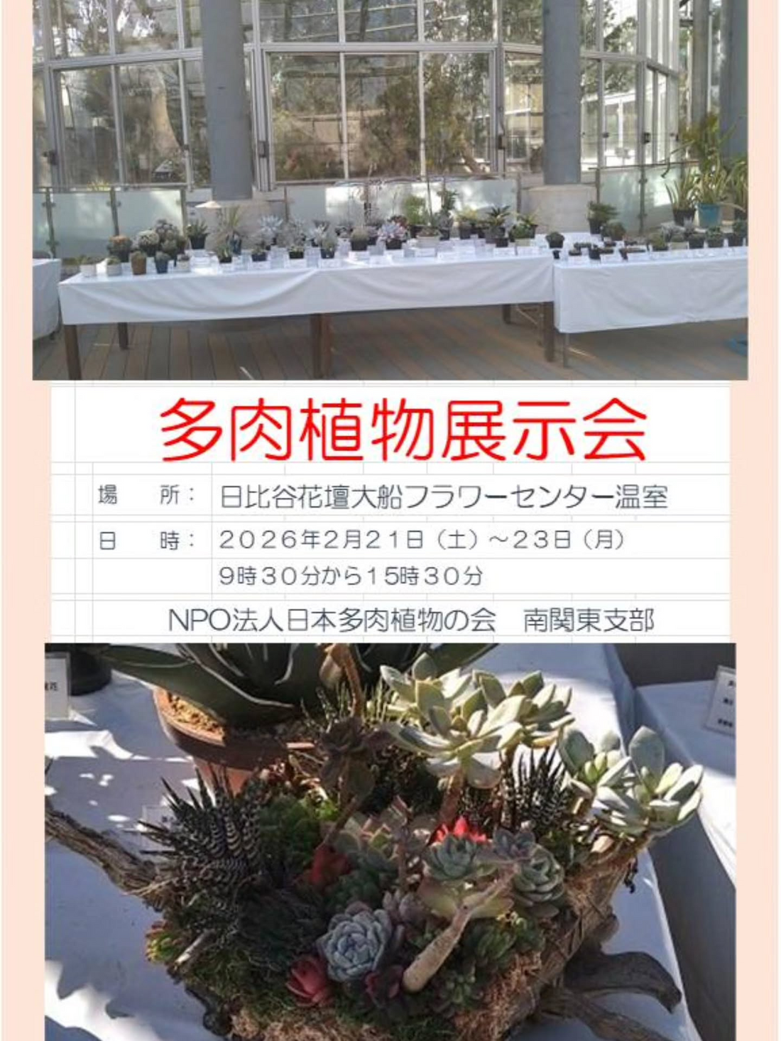 日比谷花壇大船フラワーセンターが多肉植物展示会2026を開催、南関東支部の育成株を公開
