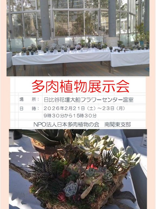 日比谷花壇大船フラワーセンターが多肉植物展示会2026を開催、南関東支部の育成株を公開