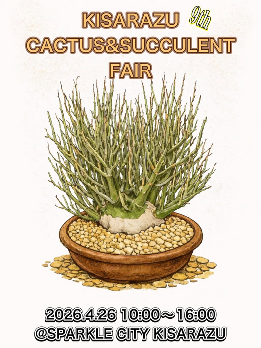 木更津Cactus&Succlentフェアが即売会を開催、駅前会場でサボテンと多肉植物が集結