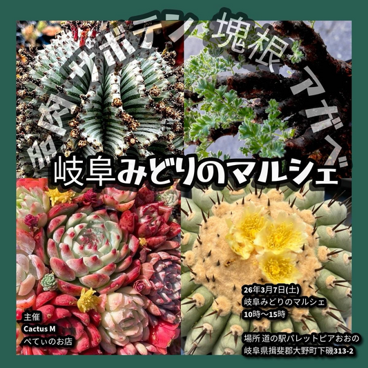 岐阜みどりのマルシェ2026が植物販売会を開催、多肉サボテン塊根アガベが一堂に集結