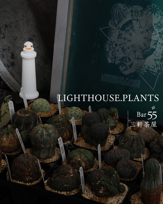 LIGHTHOUSE.PLANTSが三軒茶屋で販売イベントを開催、厳選ユーフォルビアオベサ株の展示販売が注目を集める