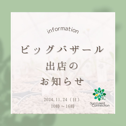 サボテン・多肉植物ビッグバザール「ハオルチア 百花繚乱」が五反田TOCビルで開催、国内外の著名育種家が集結