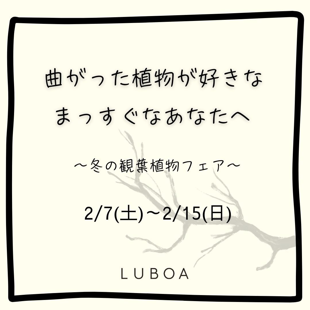 LUBOAが観葉植物フェアを開催、曲がった樹形の植物が感性に訴える企画に - リーフラ編集部