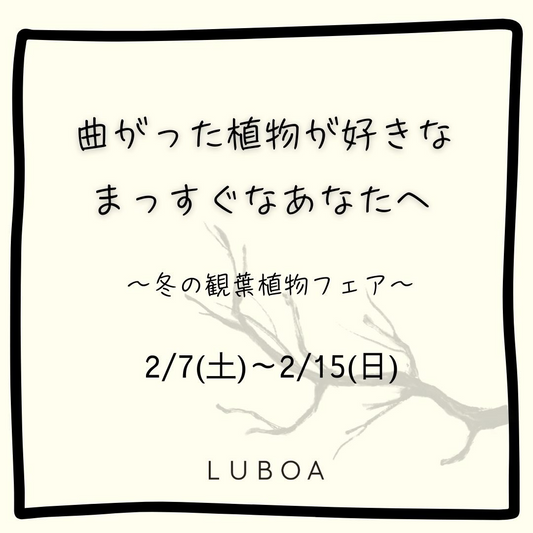 LUBOAが観葉植物フェアを開催、曲がった樹形の植物が感性に訴える企画に