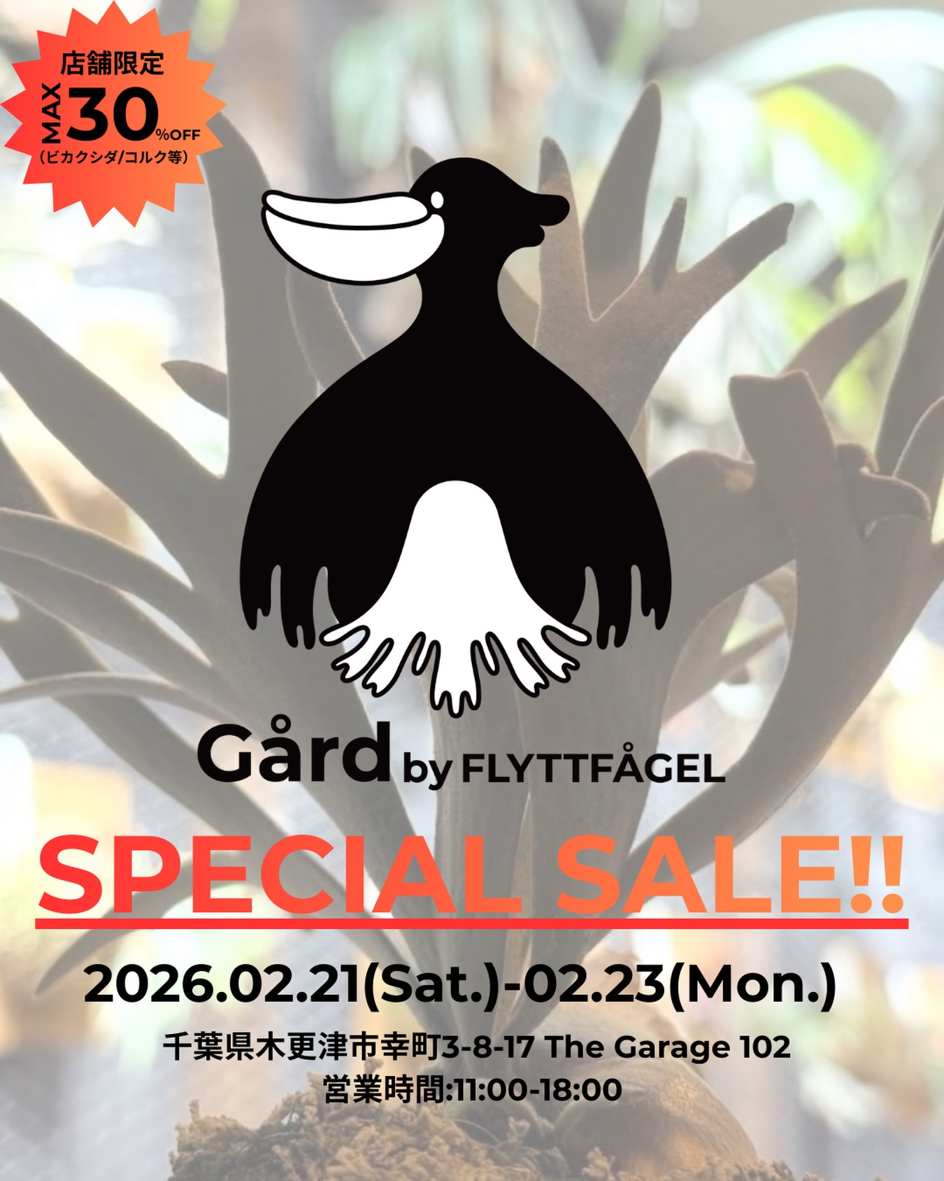 Gård by FLYTTFÅGELが店舗限定セールを開催、ビカクシダ専門店の商品が