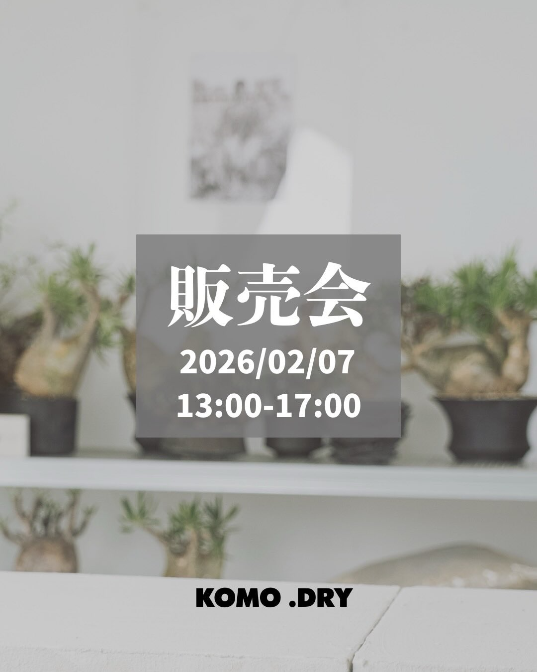 KOMO.DRYが販売会を開催、糸島でパキプス中心の塊根植物が集結 - リーフラ編集部
