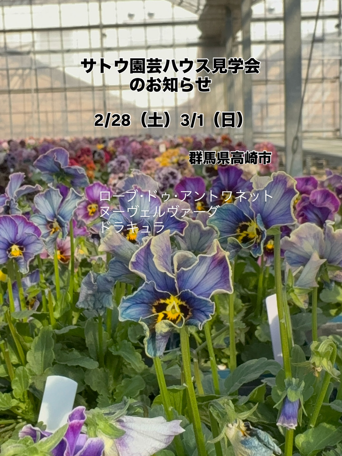 サトウ園芸がハウス見学会2026を開催、ローブドゥアントワネット生産現場を公開