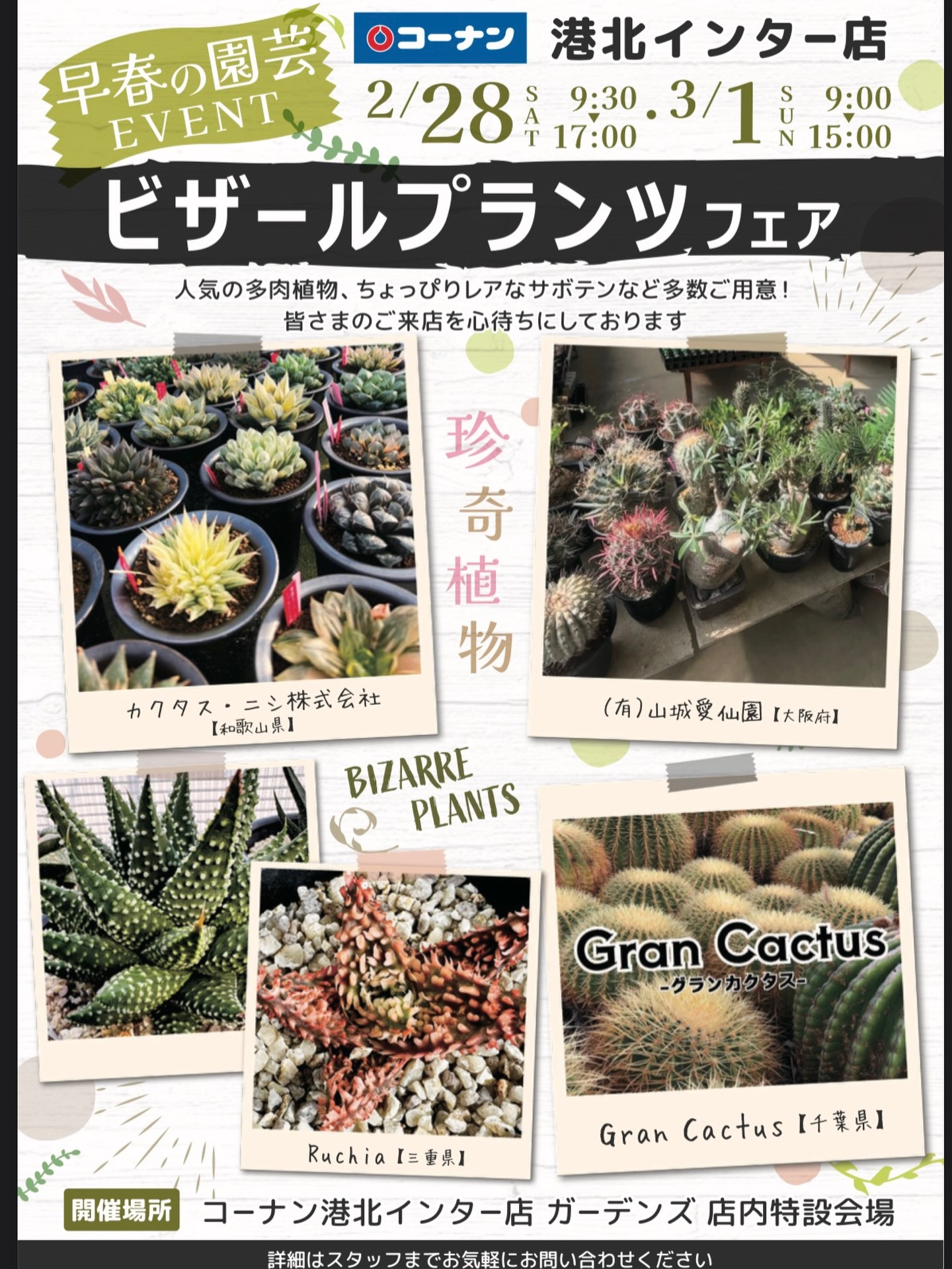 ホームセンターコーナン港北インター店が早春の園芸EVENTビザールプランツフェア2026を開催、多肉植物とレアサボテンが集結 - リーフラ編集部