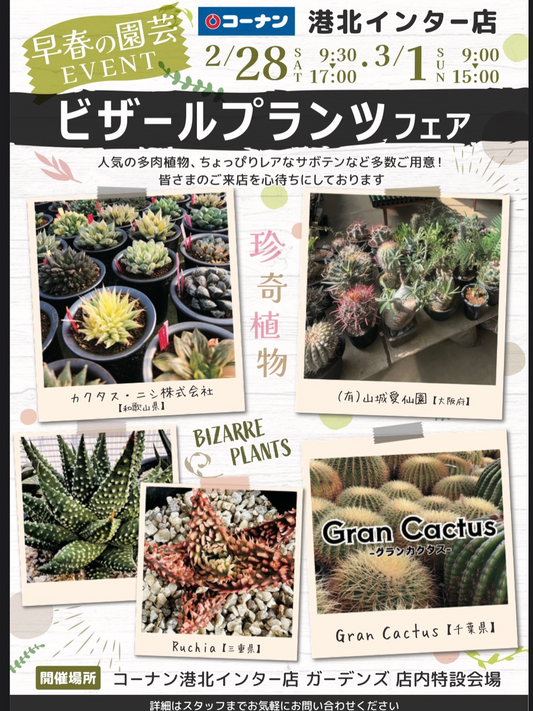 ホームセンターコーナン港北インター店が早春の園芸EVENTビザールプランツフェア2026を開催、多肉植物とレアサボテンが集結