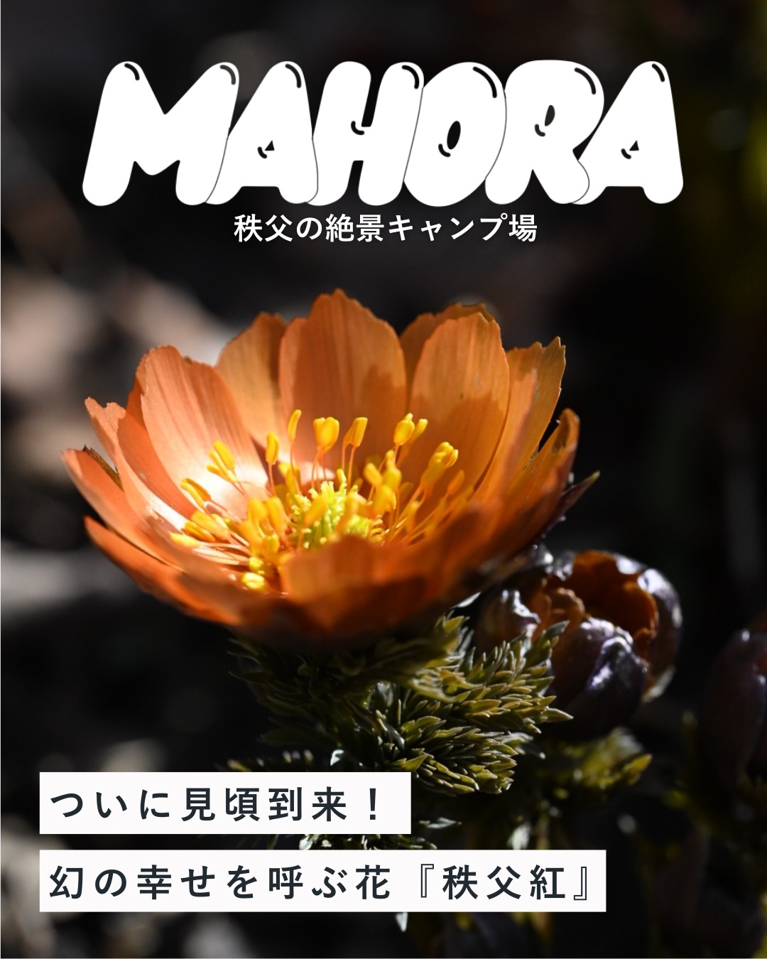 Mahora稲穂山が秩父紅写真展2026を開催、秩父固有種福寿草の魅力を写真で紹介