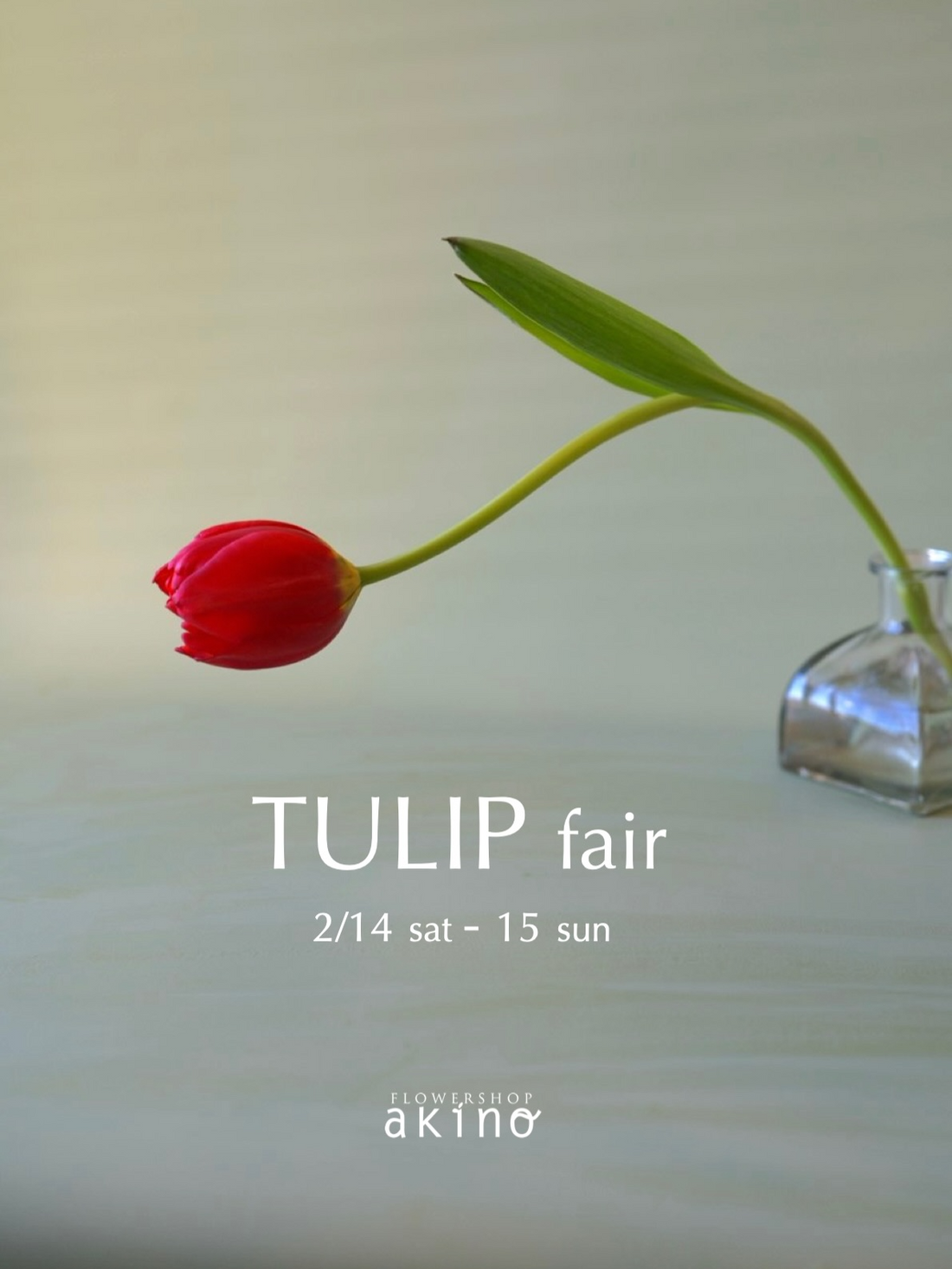 フラワーショップあきのがTULIPfair2026を開催、清都農園直送チューリップ200本が店頭に並ぶ