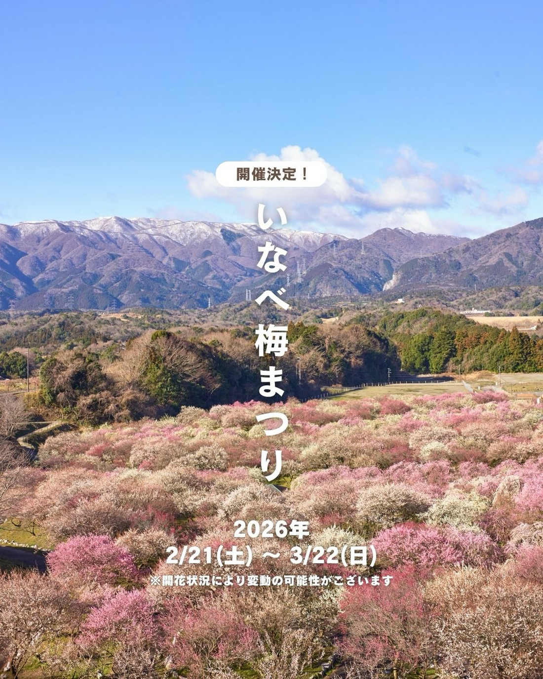 いなべ市がいなべ梅まつり2026を開催、鈴鹿山脈を望む梅林公園で数千本の梅が開花