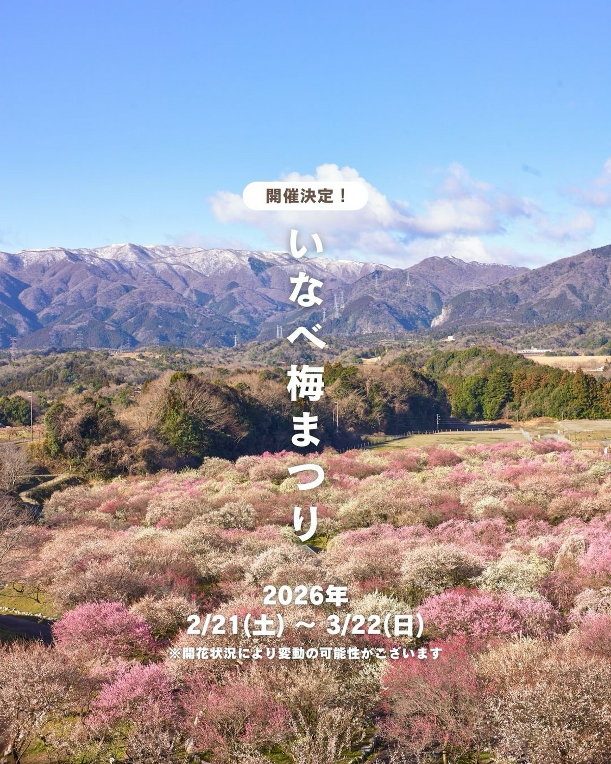 いなべ市がいなべ梅まつり2026を開催、鈴鹿山脈を望む梅林公園で数千本