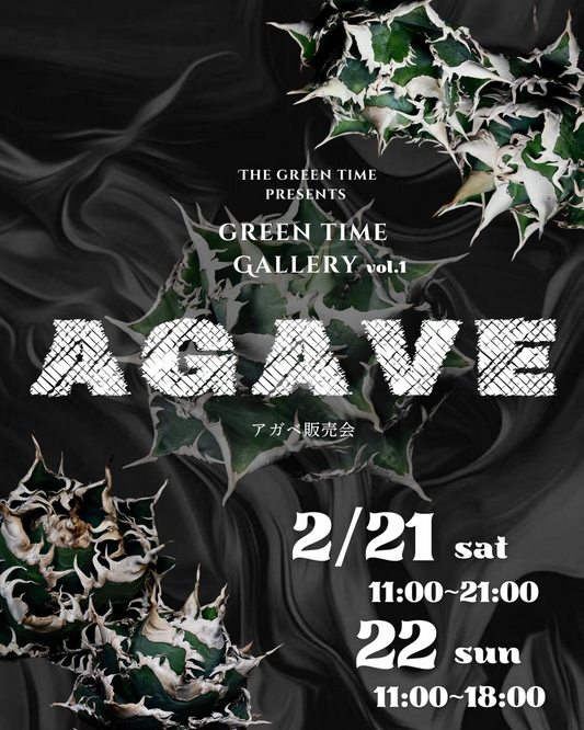 THE GREENTIMEがGREEN TIME GALLERY vol.1を開催、xenesthis_6969のアガベ展示販売を実施