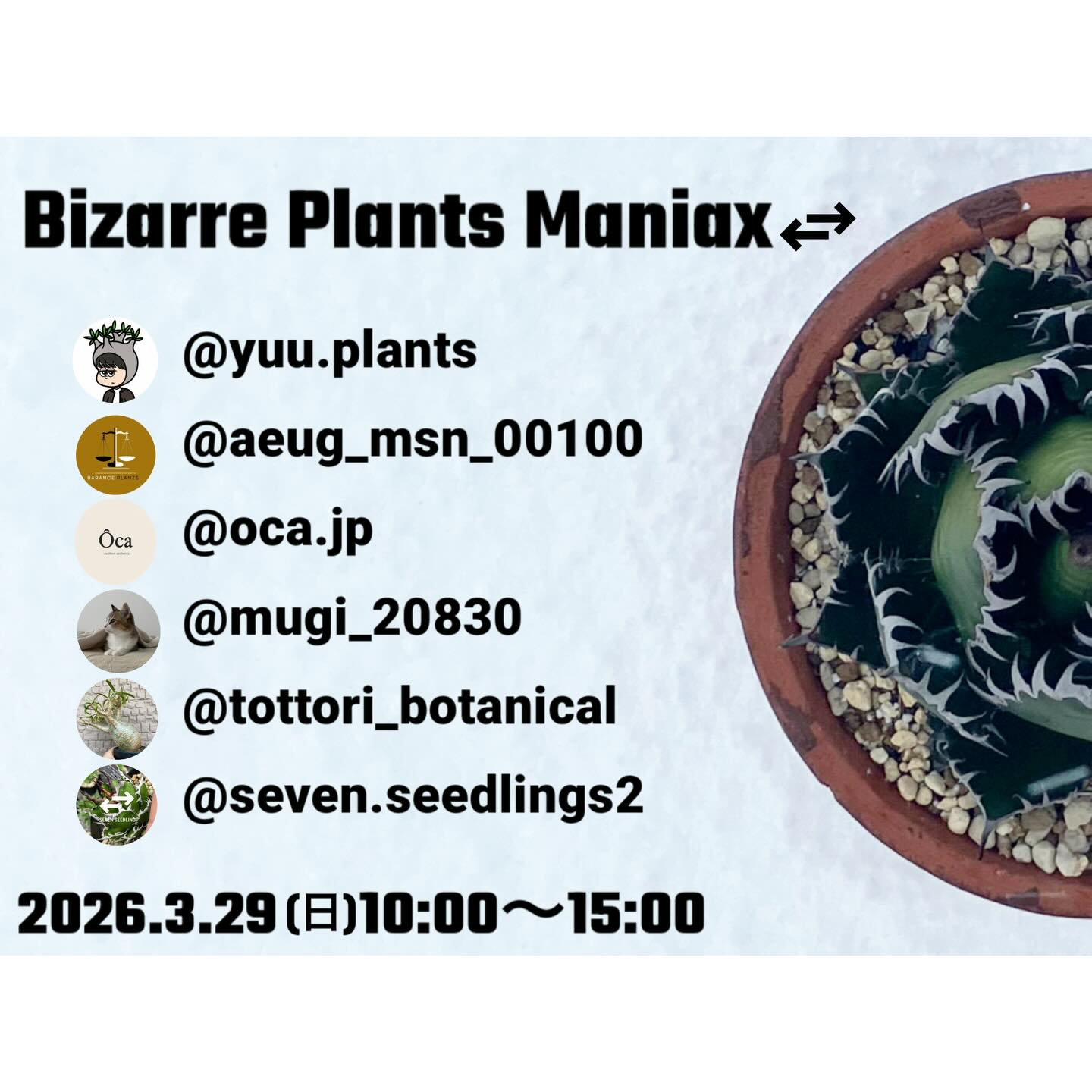白木屋種苗株種苗センターがBizarrePlantsManiax⇄2026を開催、鳥取でアガベと塊根植物を販売 - リーフラ編集部