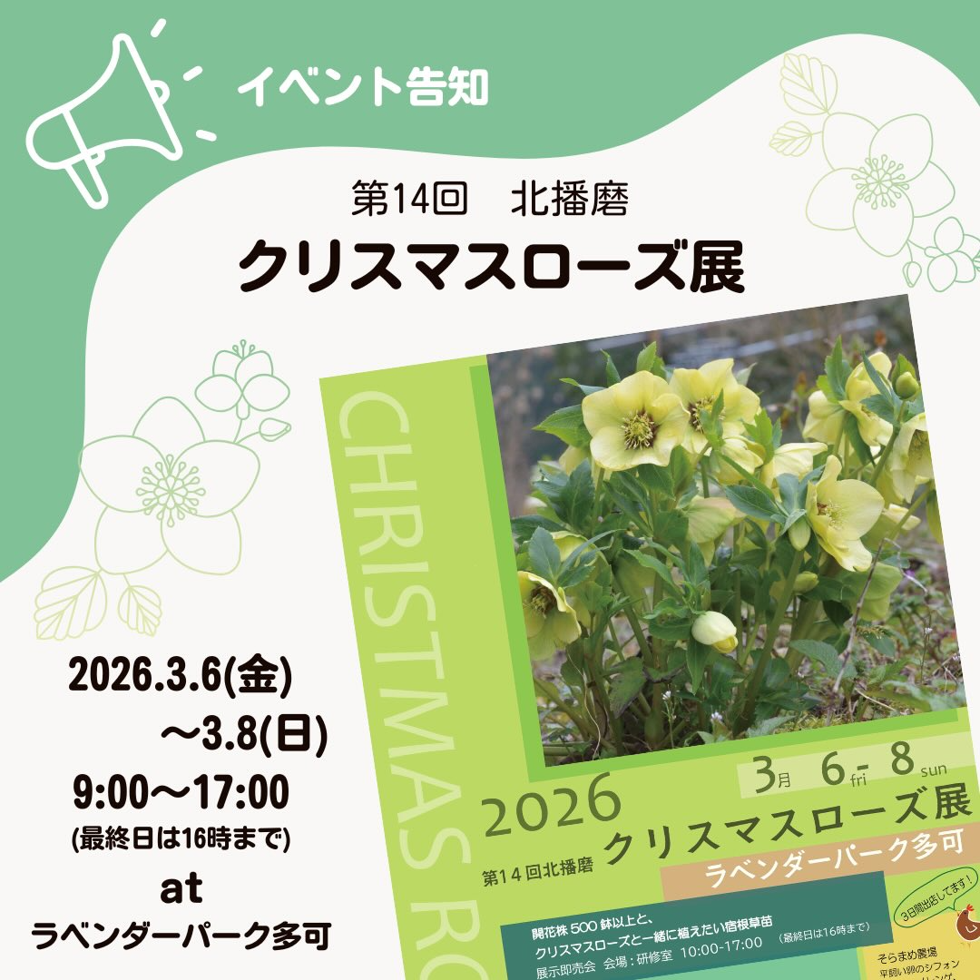 ラベンダーパーク多可が第14回北播磨クリスマスローズ展2026を開催、500鉢以上の開花株を展示即売 - リーフラ編集部