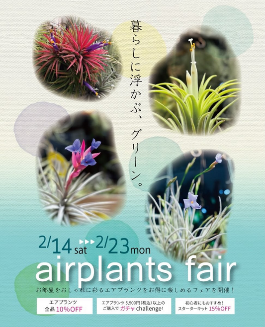 プロトリーフ二子玉川本店がairplants fair2025を開催、エアプランツ特典企画を実施