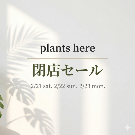 plantshereが閉店セール2026を開催、植物全品50パーセントオフを岐阜市で実施