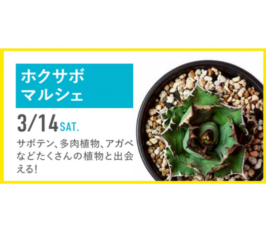 北陸サボテンクラブがホクサボマルシェ2026を開催、富山県テクノホールでサボテン多肉植物を販売