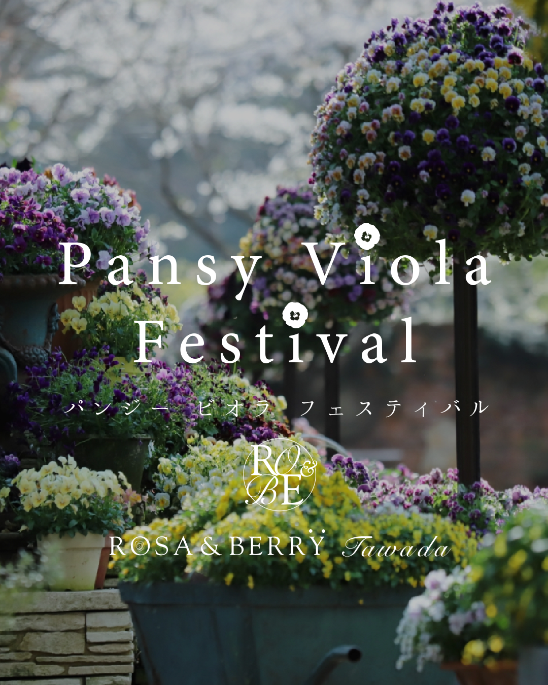 ローザンベリー多和田がパンジービオラフェスティバル2026を開催、約4000株の育種ビオラ展示が春を彩る
