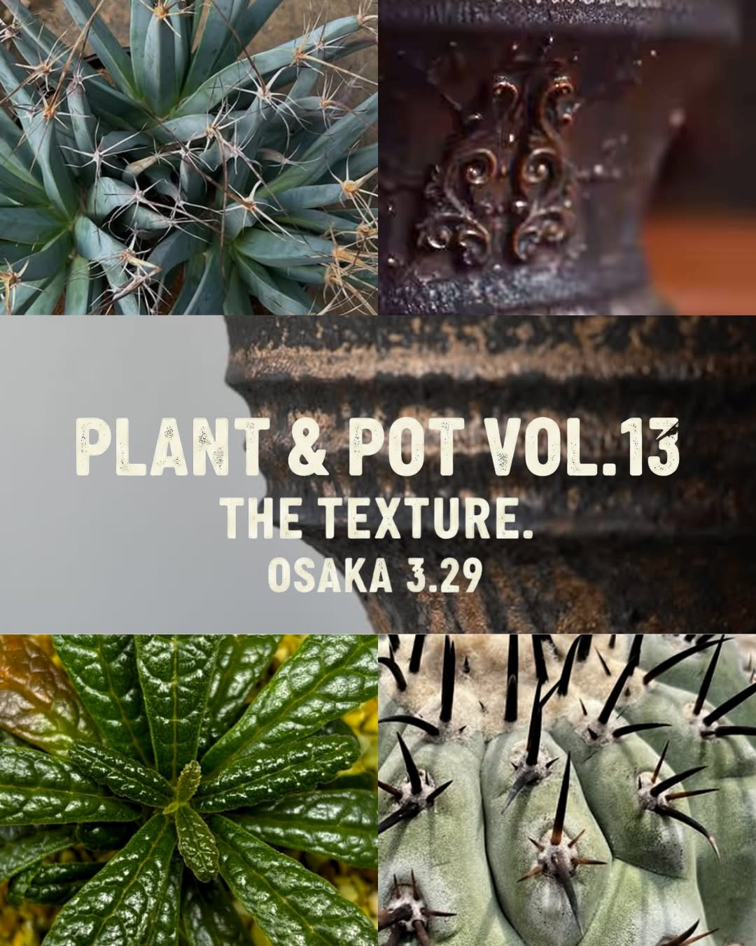 PLANT & POT VOL.13 THETEXTURE.2026がujugalleryで開催、サボテンと塊根と陶芸の質感競演