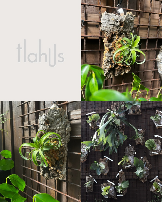 GOOD2 BASEがGOOD2 BASE 2nd anniversary2026を開催、tlahusのコルク付けworkshopで植物のある暮らしを提案