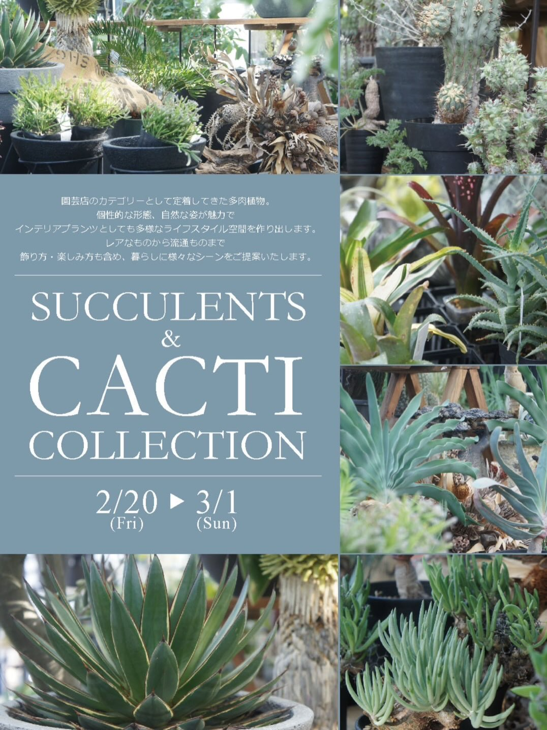 GreenLaboがSUCCULENTS&CACTICOLLECTION2026を開催、多肉植物と塊根植物の展示販売が注目に