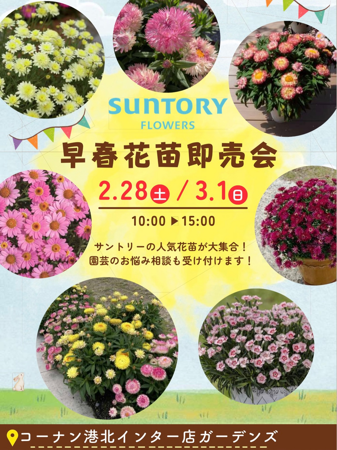 ホームセンターコーナン港北インター店が早春花苗即売会2026を開催、サントリーフラワーズ苗が集結