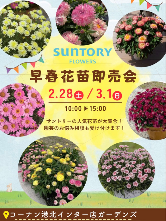ホームセンターコーナン港北インター店が早春花苗即売会2026を開催、サントリーフラワーズ苗が集結