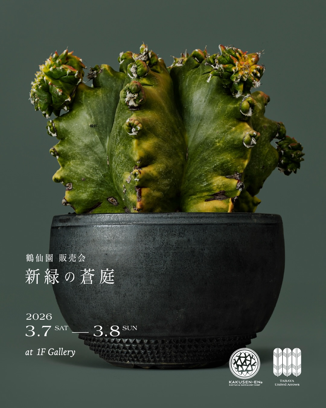 TABAYA United Arrowsが鶴仙園販売会新緑の蒼庭2026を開催、多肉植物と鉢の展示販売を実施 - リーフラ編集部