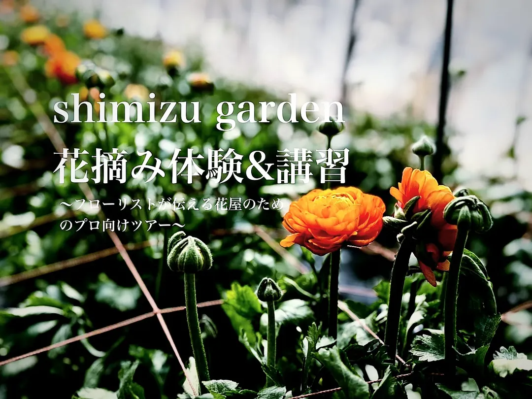 shimizu gardenが花摘み講習ツアーを開催、2026年3月に花屋向け産地見学を実施 - リーフラ編集部