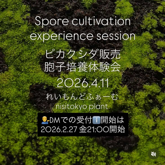 西東京計画都が胞子培養体験会を開催、ビカクシダ販売と板付け体験が西東京のレイモンドファームで実施