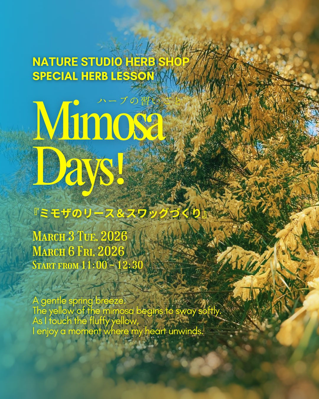 HERB SHOPがMimosa Days2026を開催、ミモザのリースとスワッグづくりが神戸の春支度に