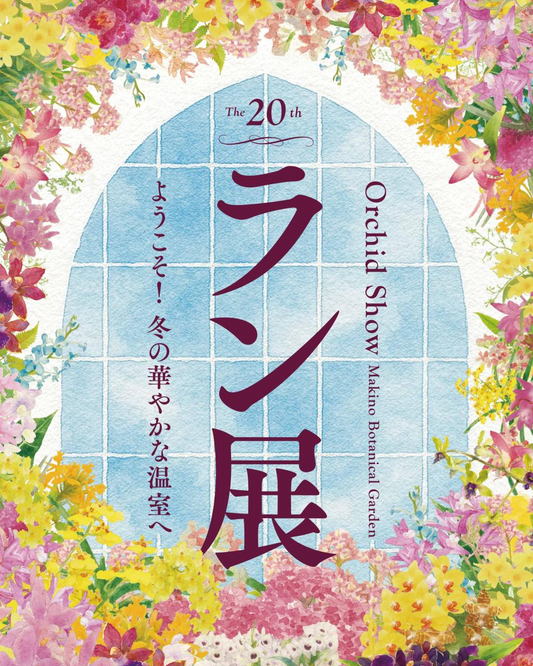 高知県立牧野植物園が第20回ラン展ようこそ冬の華やかな温室へを開催、園芸品種と原種のラン展示が撮影需要に対応