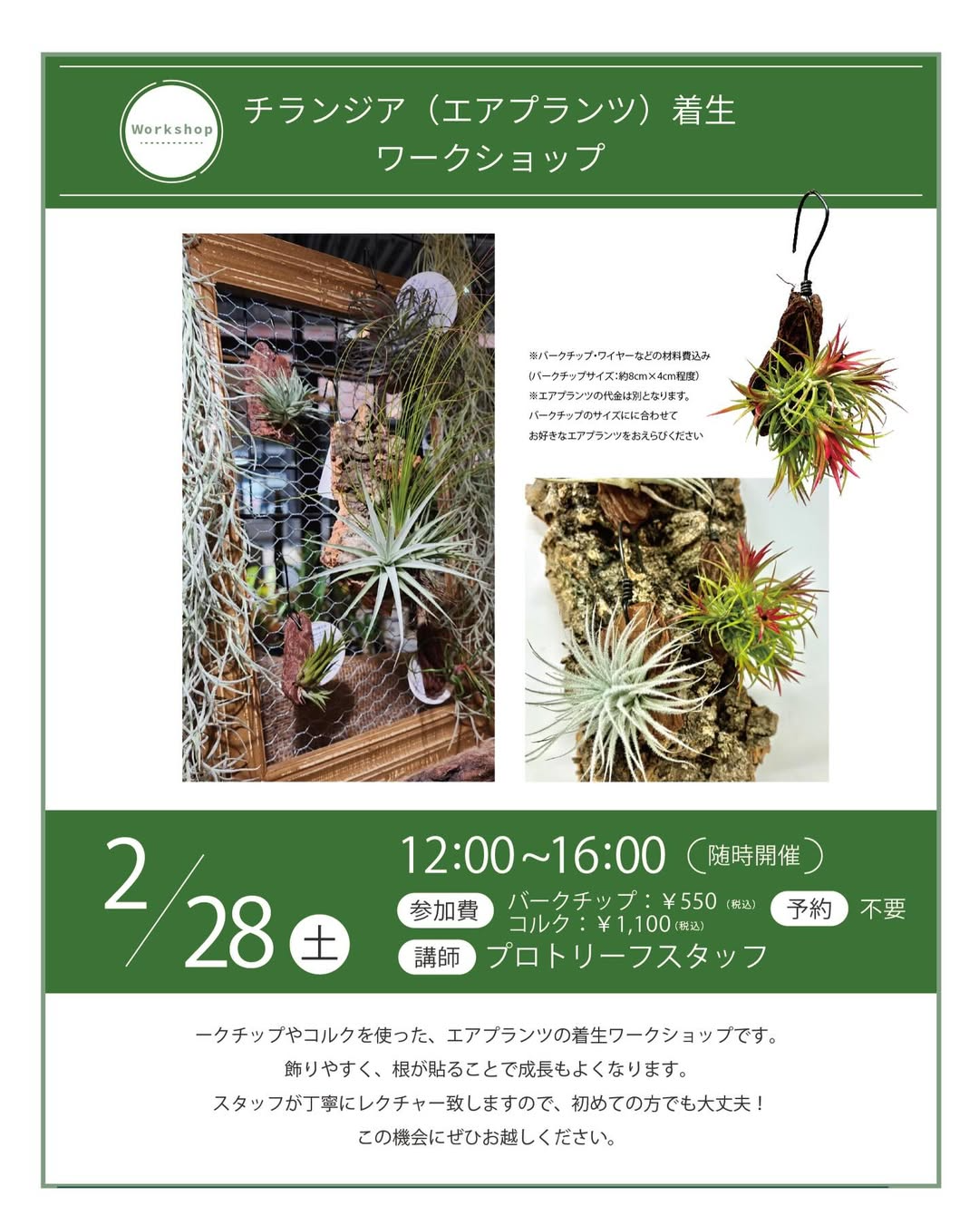 プロトリーフゆめが丘ソラトス店がチランジア着生ワークショップ2026を開催、予約不要で作品作りを提供