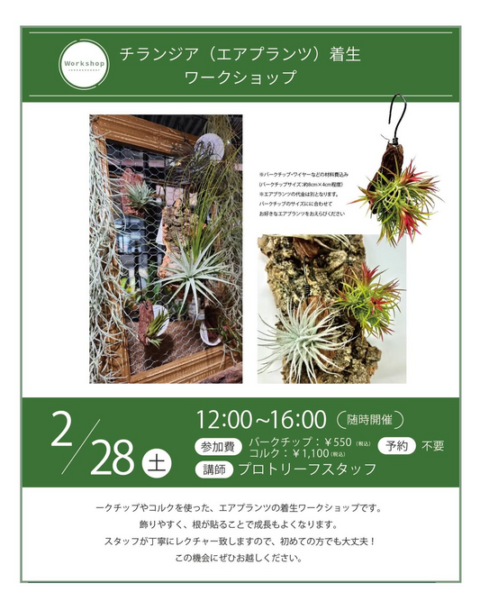 プロトリーフゆめが丘ソラトス店がチランジア着生ワークショップ2026を開催、予約不要で作品作りを提供