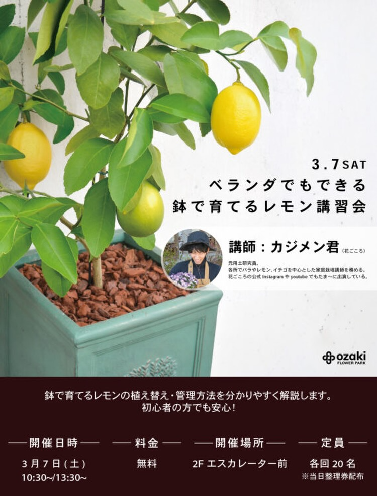 オザキフラワーパークがベランダでもできる鉢で育てるレモン講習会2026を開催、植え替えと管理方法を解説