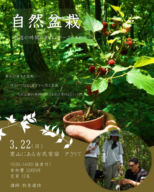 夕さりてが山採りの木でつくる自然盆栽ワークショップを開催、里山で苗木を掘り鉢に仕立てる体験
