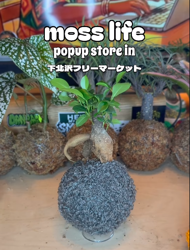 mosslifeが下北沢フリーマーケットpに出店、苔玉カスタム体験を2026年3月1日に開催