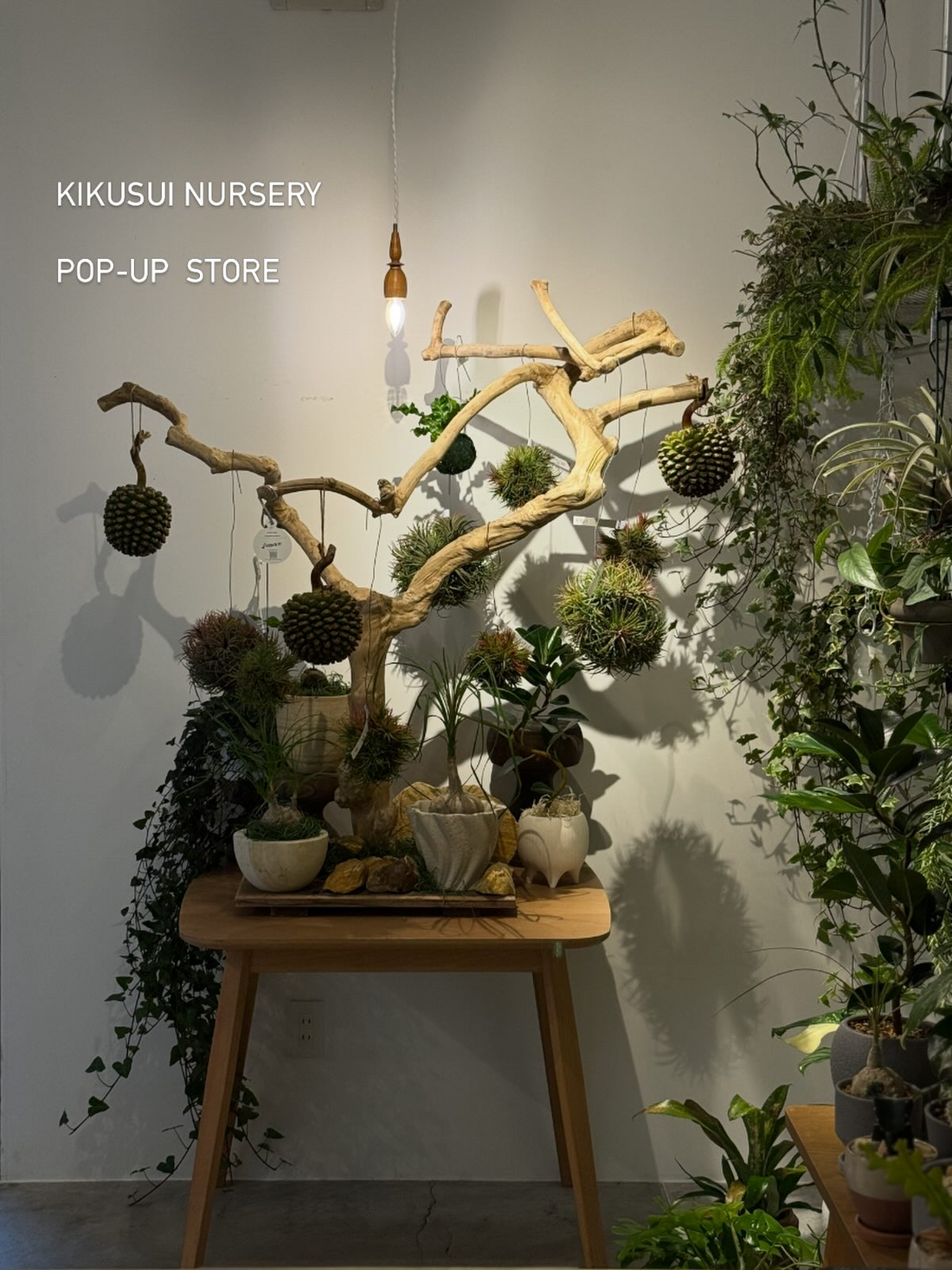 KIKUSUINURSERYPOPUP2026がYARDで開催、観葉植物展示販売を熊本で実施