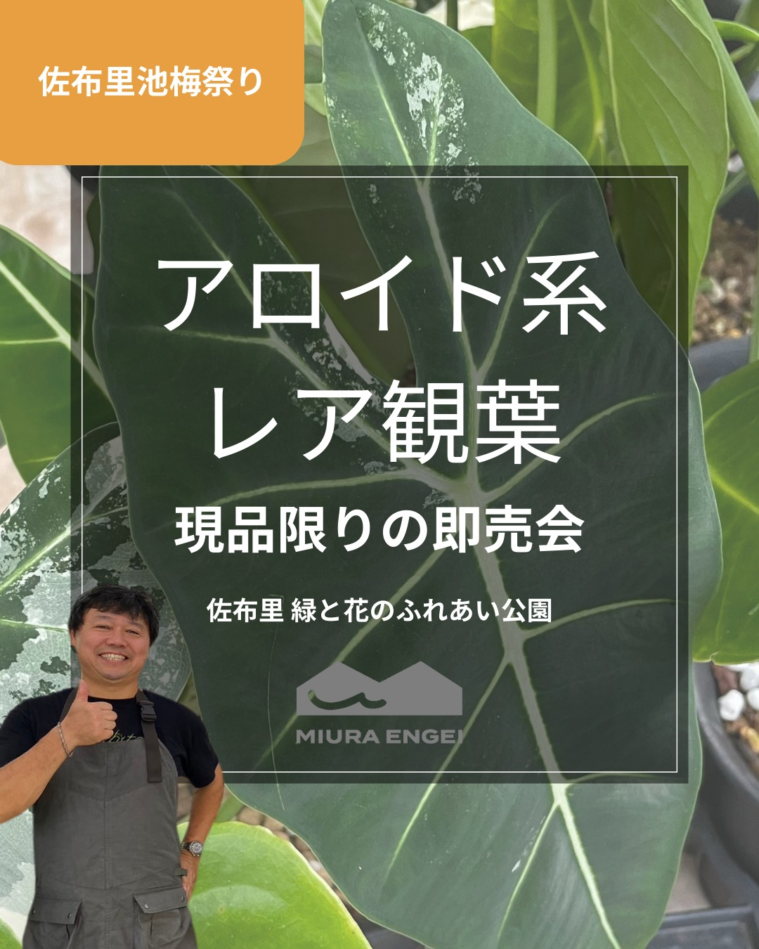 三浦園芸がアロイド系レア観葉即売会を開催、2026年佐布里池梅まつり会場で実施