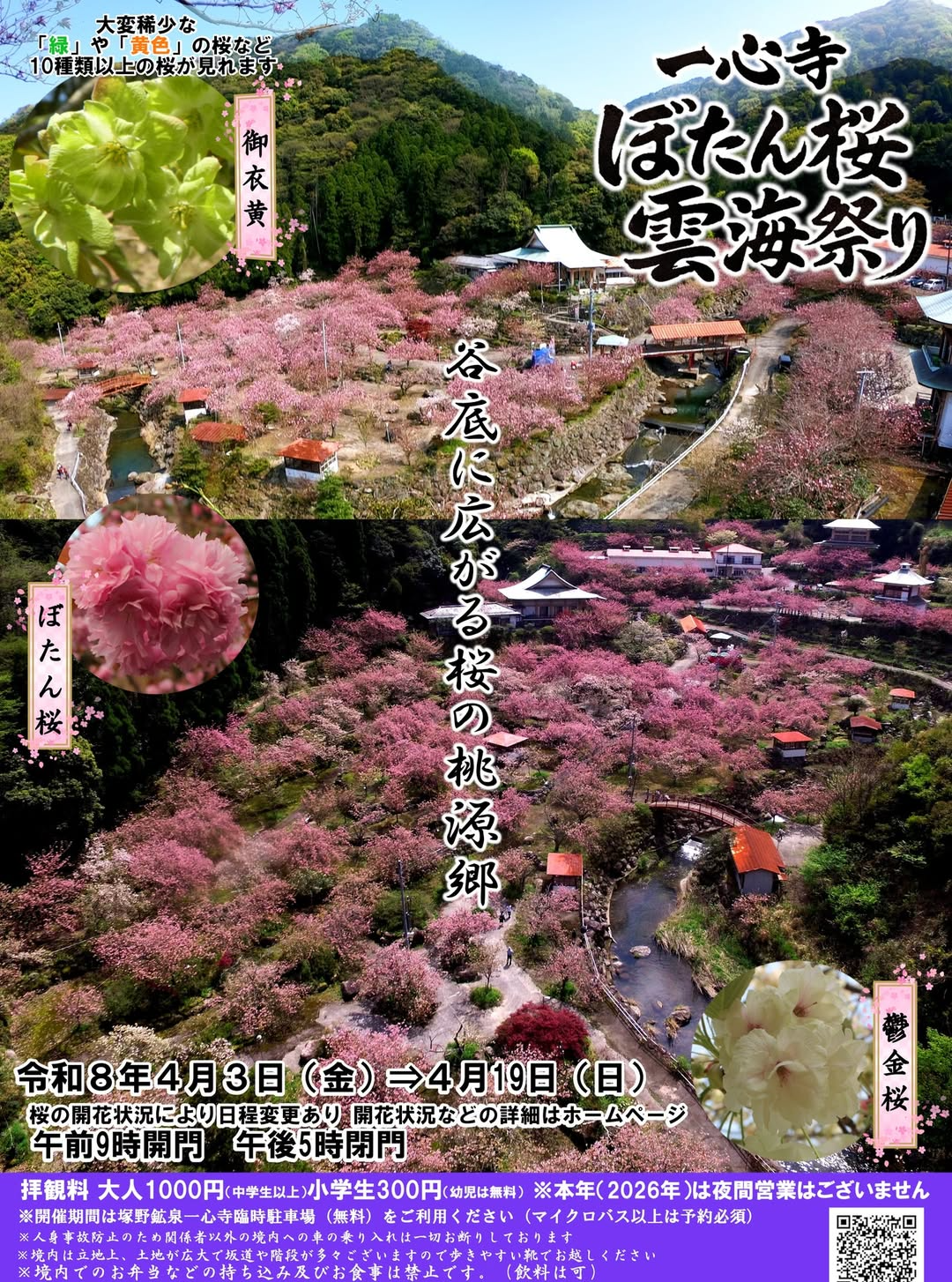 一心寺が一心寺ぼたん桜雲海祭り2026を開催、八重桜や御衣黄など10種類以上の桜を公開