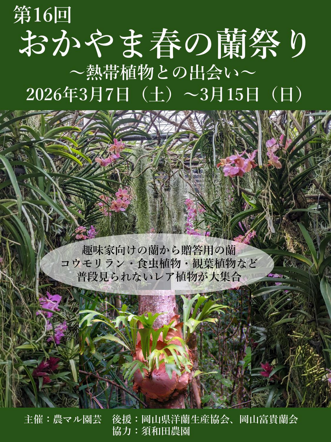 農マル園芸が第16回おかやま春の蘭祭り2026を開催、蘭や熱帯植物の展示販売イベント